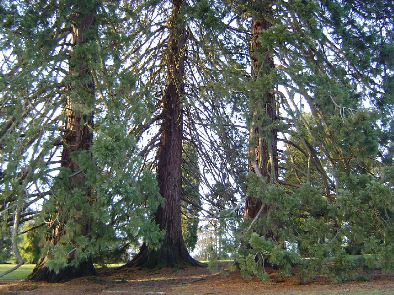Trio de séquoias géants © Eric Touya