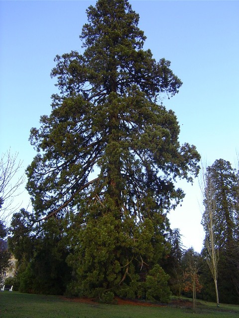 Sequoiadendron giganteum © Eric Touya