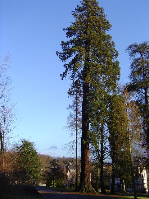 Séquoia géant, Bagnoles-de-l'Orne © Eric Touya