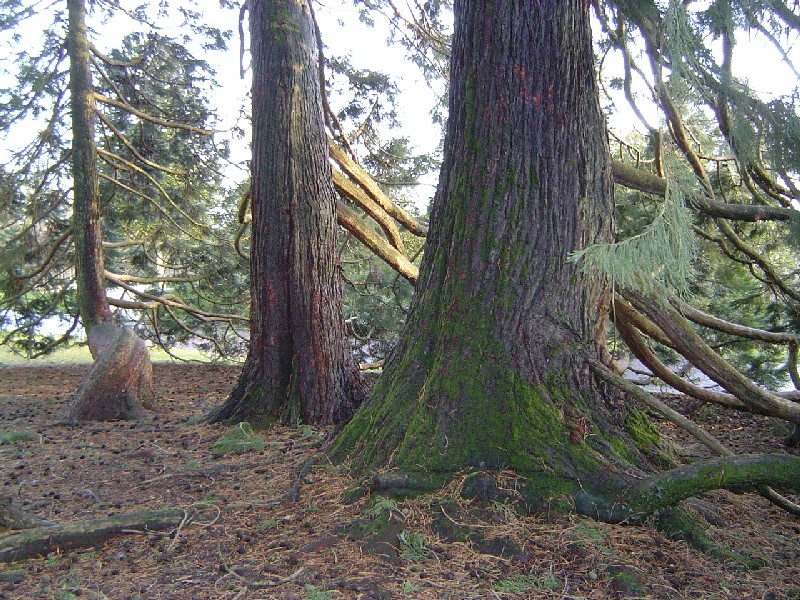 Séquoias géants nés par marcottage © Eric Touya