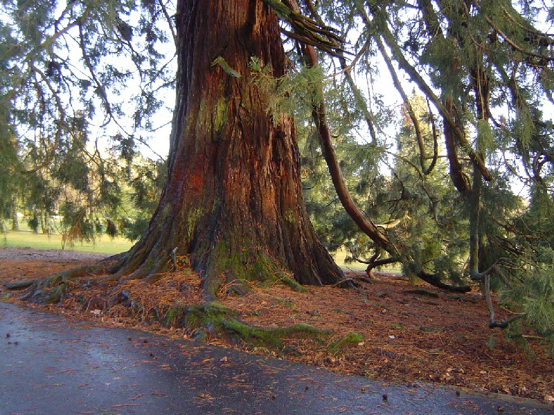Superbe lumière sur l'écorce rouge de ce séquoia géant © Eric Touya
