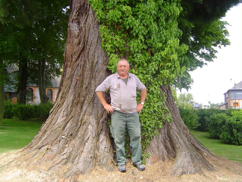 Séquoia géant et Jean Michel