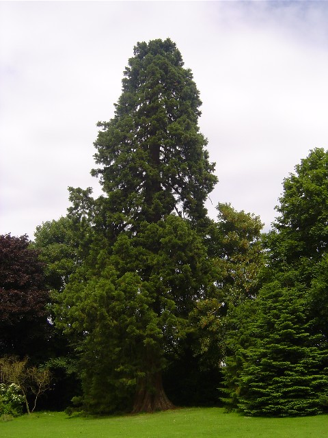 Séquoia géant Parc du Château