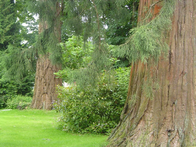 Séquoias géants à Bosc Robert sur Buchy