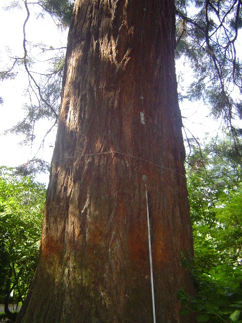 Séquoia géant et paratonnerre 