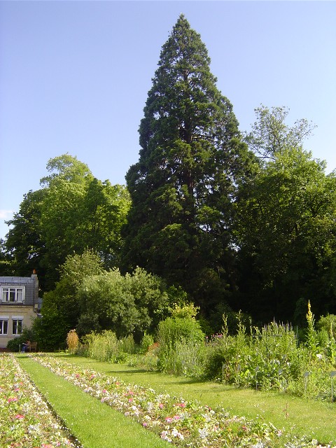Séquoia géant au jardin des plantes de Caen