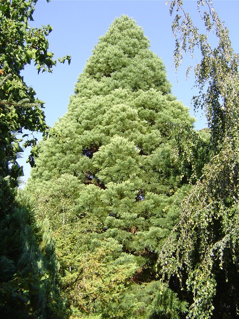 Séquoia géant à Caillouet Orgeville