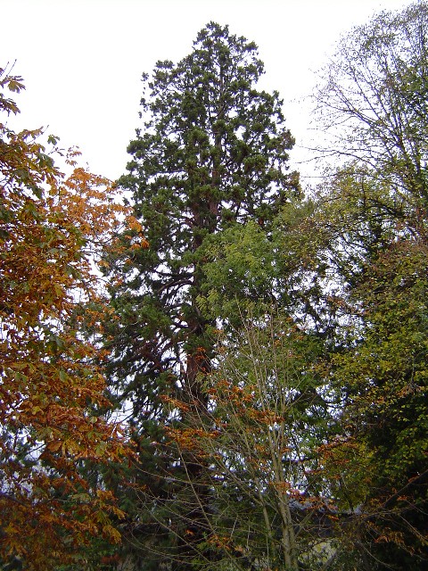 Séquoia géant rue de Vernon