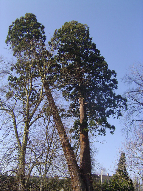 Séquoia géant à double tronc © Eric Touya
