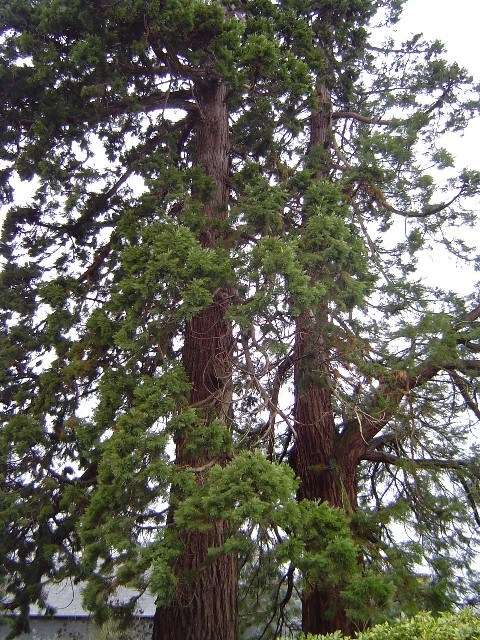 Séquoias géants à  la Barre en Ouche