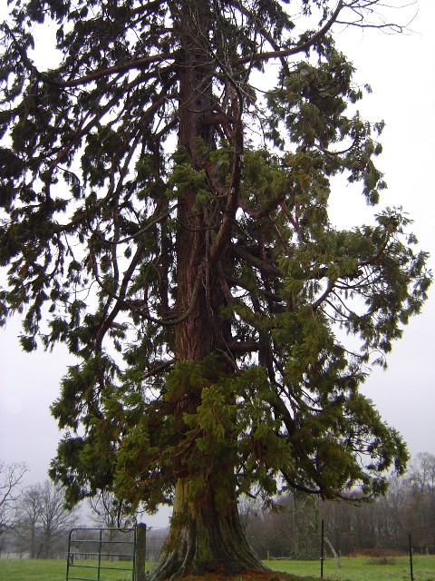 Séquoia géant à Landepéreuse