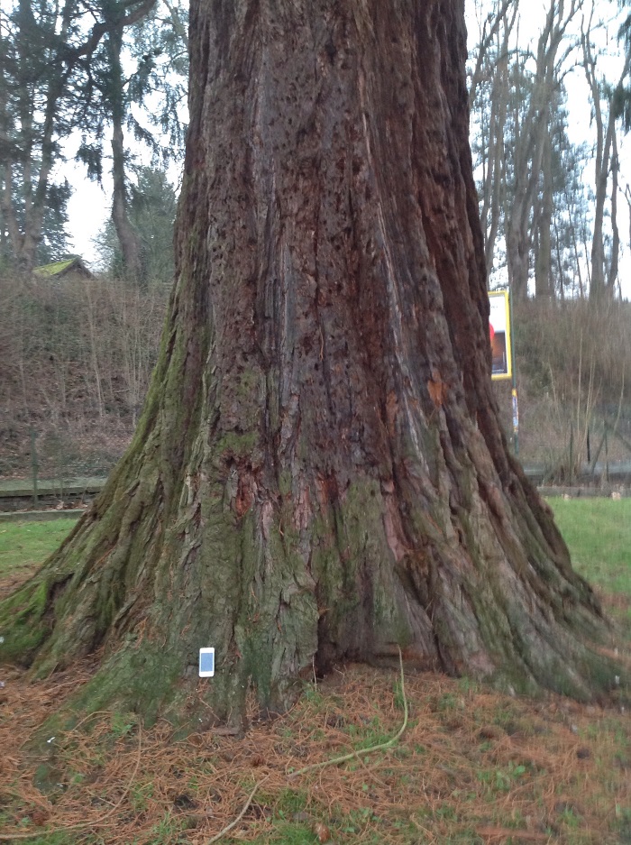 Séquoia géant à Le Houlme