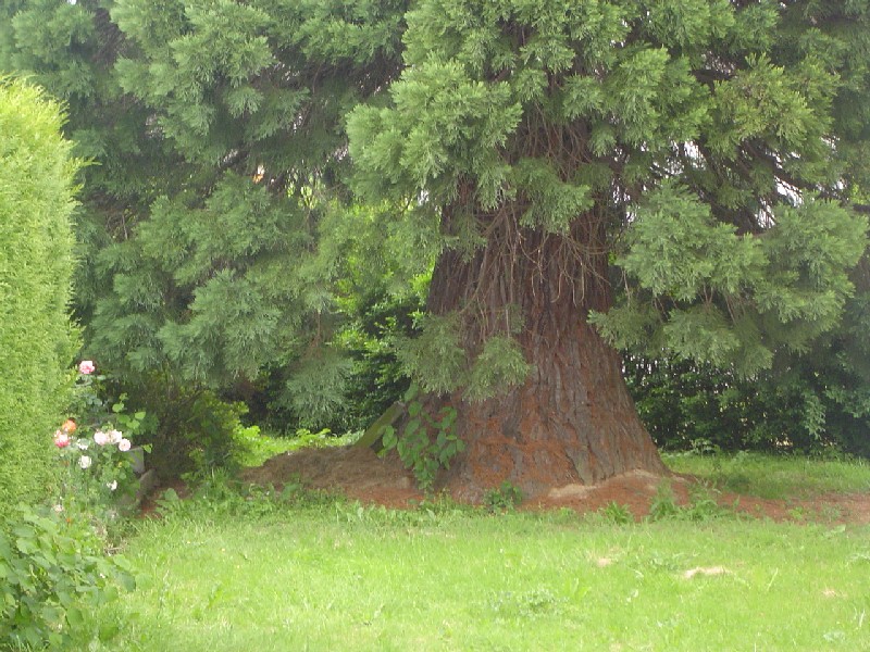 Séquoia géant Le Neubourg