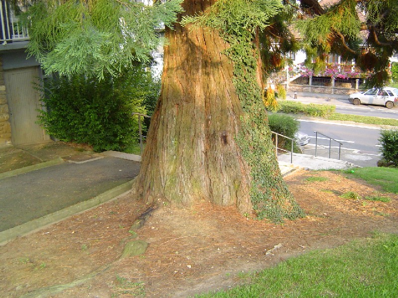 Séquoia géant à Lisieux