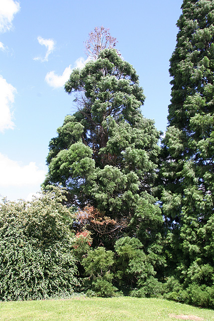 Séquoia géant à Louviers