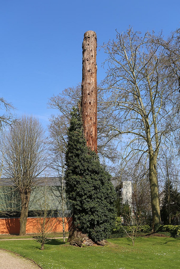 Séquoia géant à Louviers
