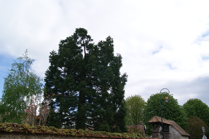 Séquoia géant à Miserey