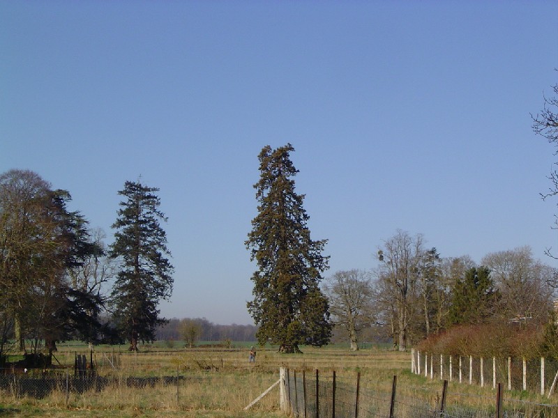 Séquoia géant au lieu-dit Le Château