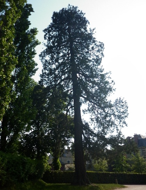 Séquoia géant au Haras National de St Lô