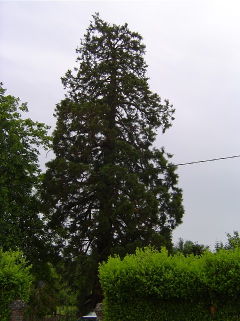 Séquoia géant à  St Martin de la Lieue