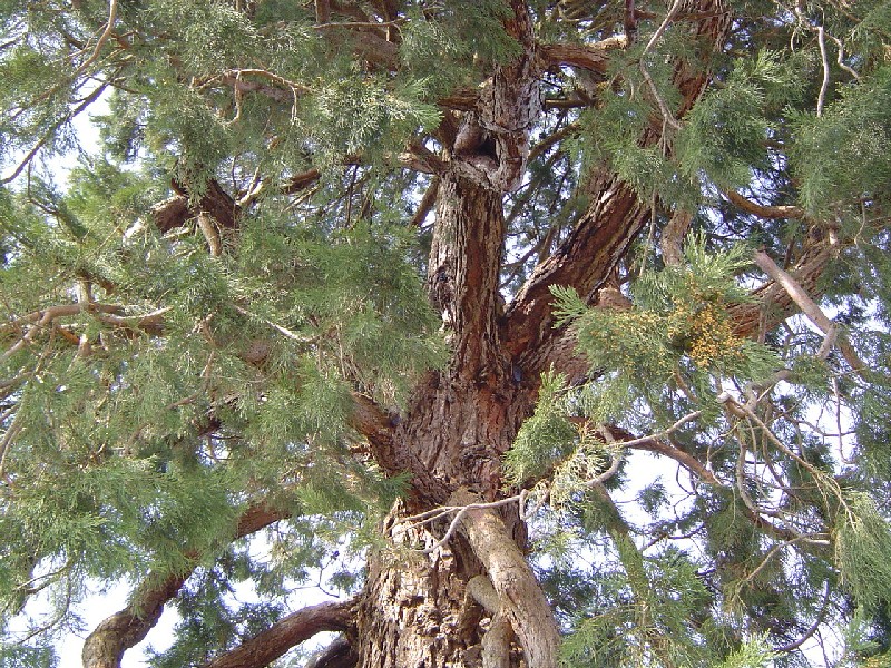 Séquoia géant multi-branches