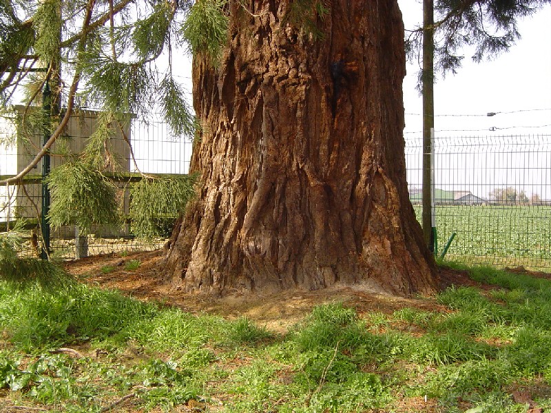 Séquoia géant à St Philbert des Champs