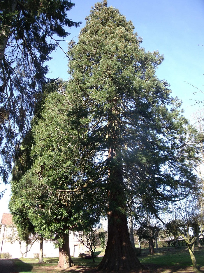 Séquoia géant à St Pierre des Loges