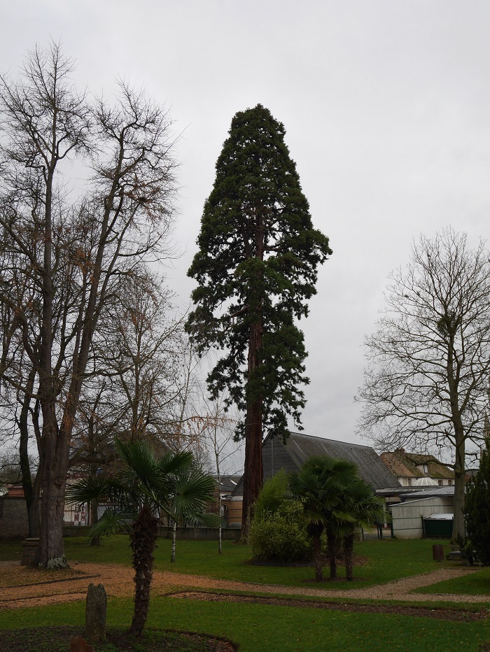 Séquoia géant à St Pierre les Elbeufs