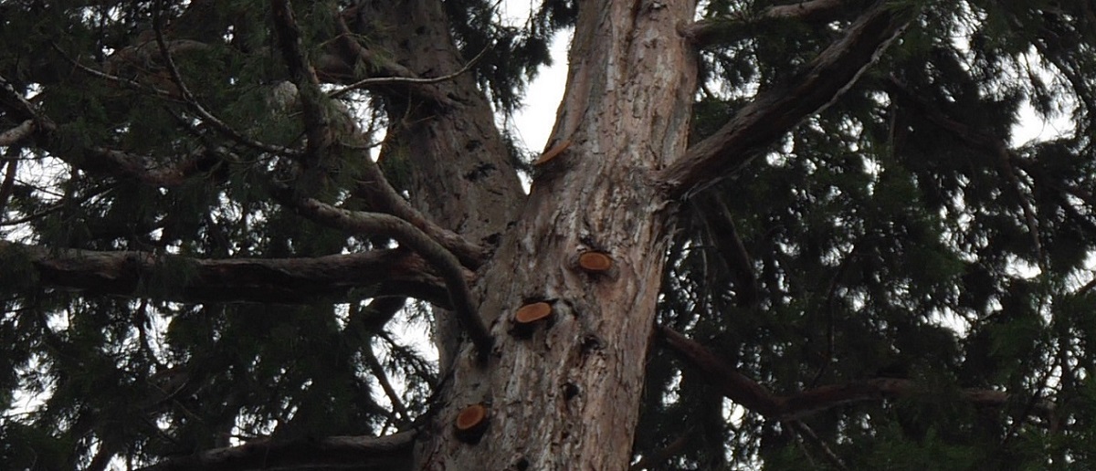 Séquoia géant à St Pierre les Elbeufs