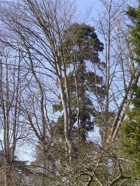 Séquoia géant Villa Lierremont