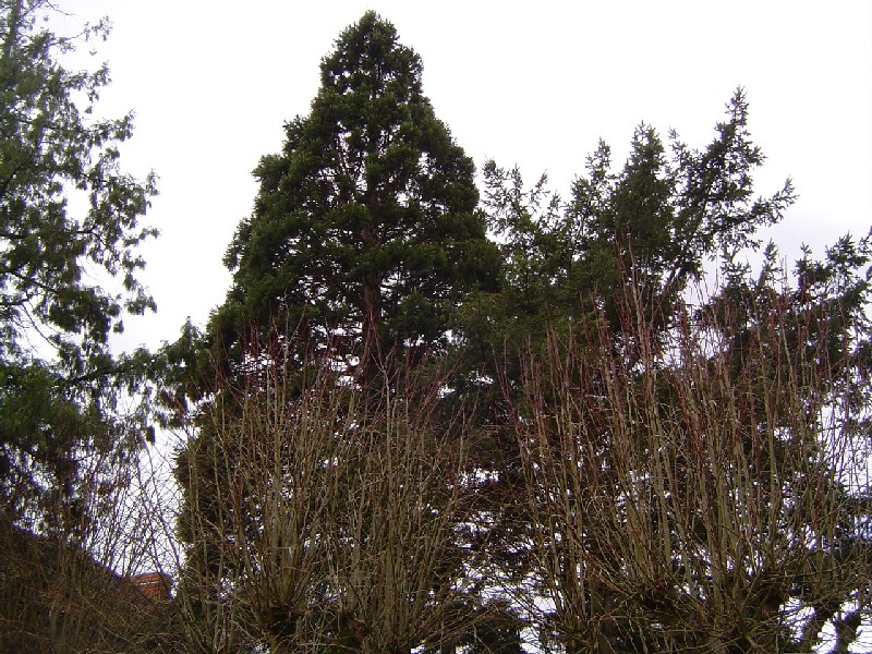 Séquoia géant à Villiers en Désoeuvre