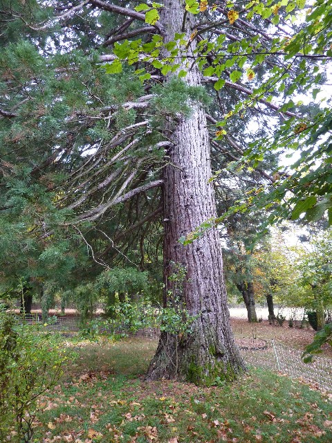 Séquoia géant à  Aspremont la Garenne