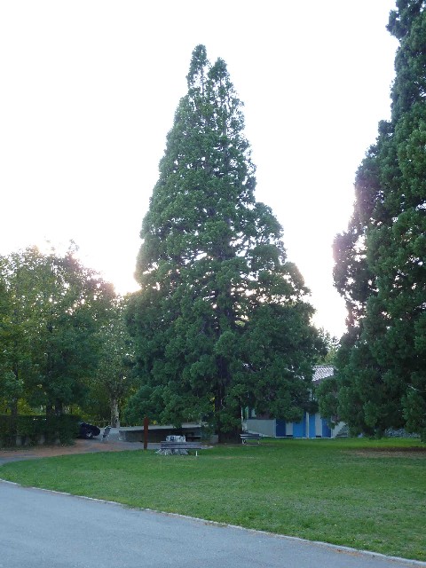 Séquoia géant au parc des séquoias à Aspres sur Buëch