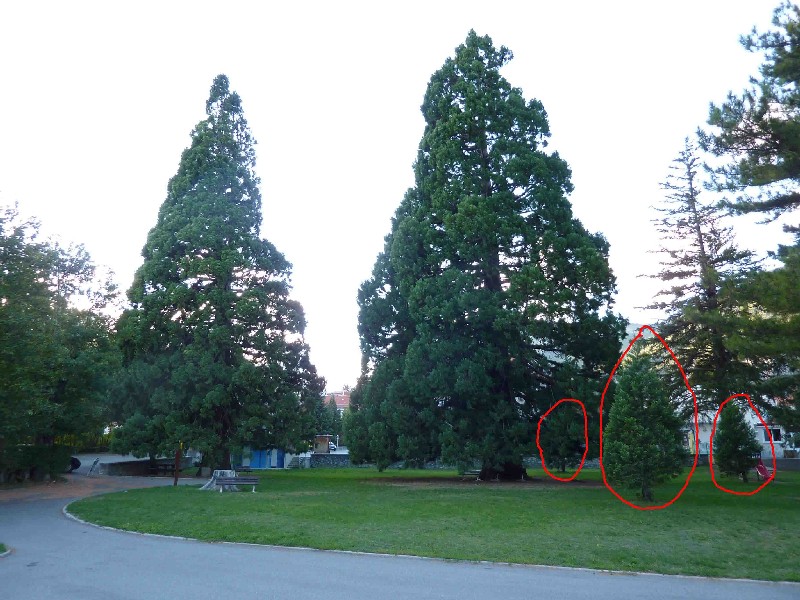 Séquoias géants à Aspres sur Buëch