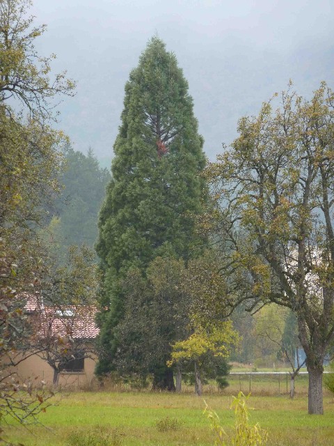 Séquoia géant à Aspres sur Buëch au pré Mongil