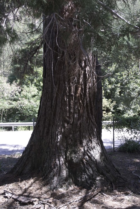 Séquoia géant à Chaudon Norante