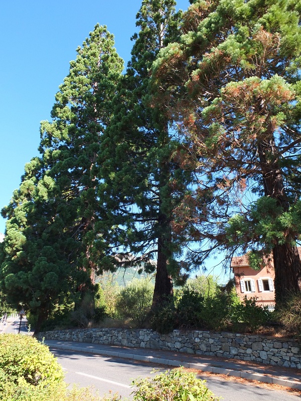 Séquoias géants à Gap