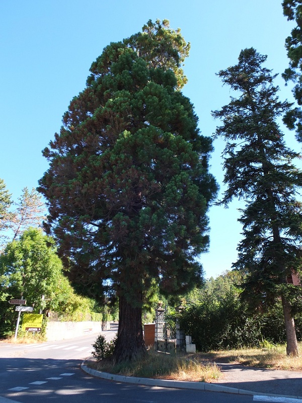 Séquoia géant à Gap