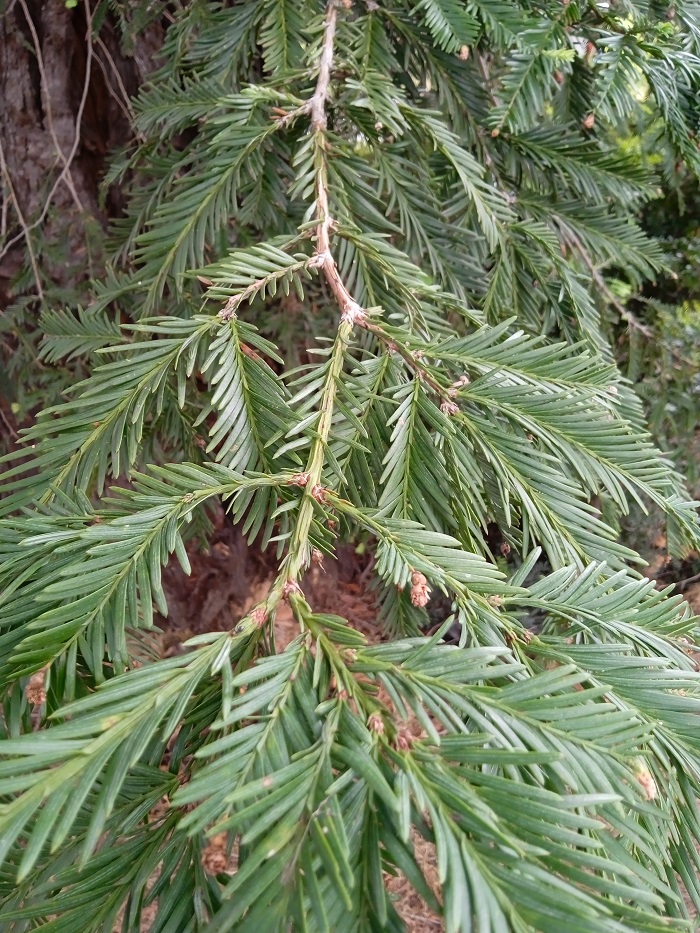 Séquoia sempervirens