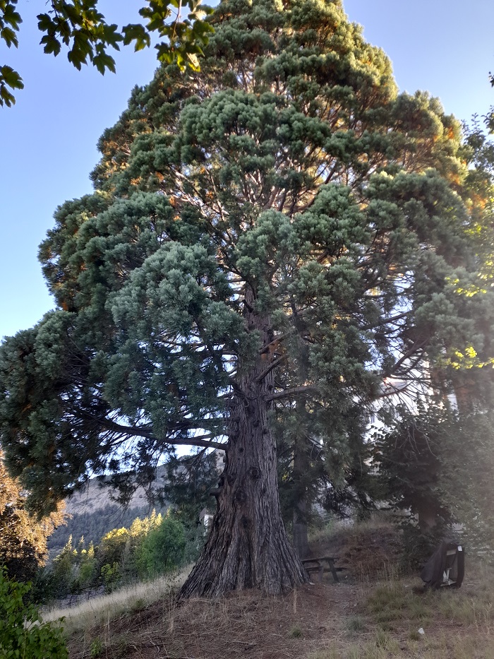 Séquoia géant 