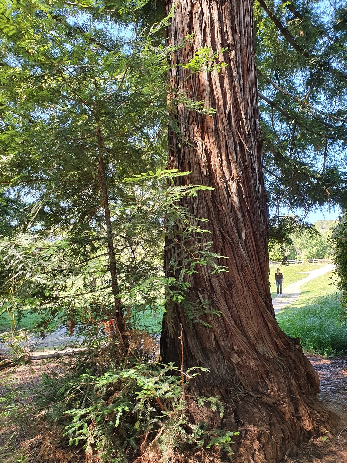 Séquoia 