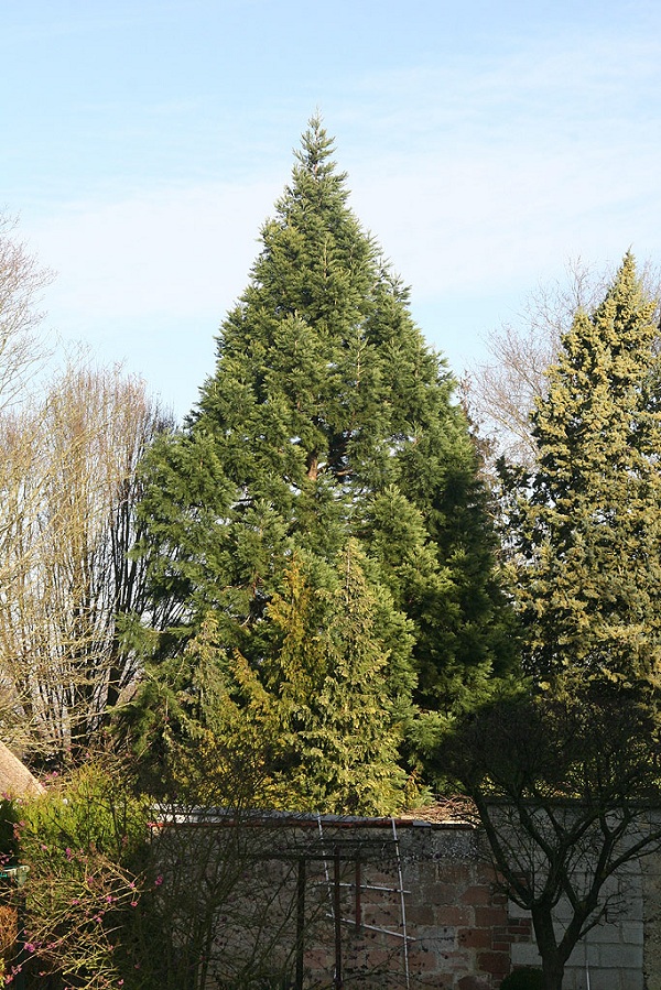Séquoia géant à Amiens