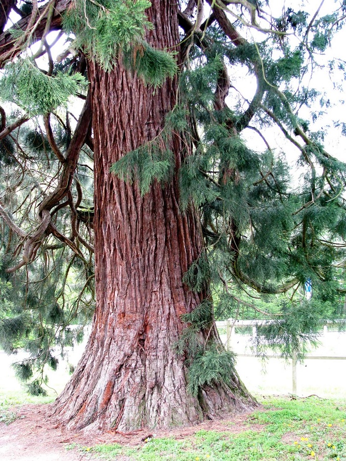 Séquoia géant à Beauvais