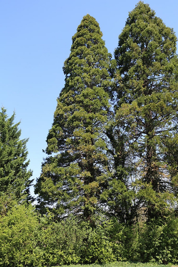 Séquoias géants à Belle Eglise