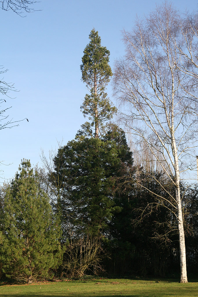 Séquoia géant à Bresles