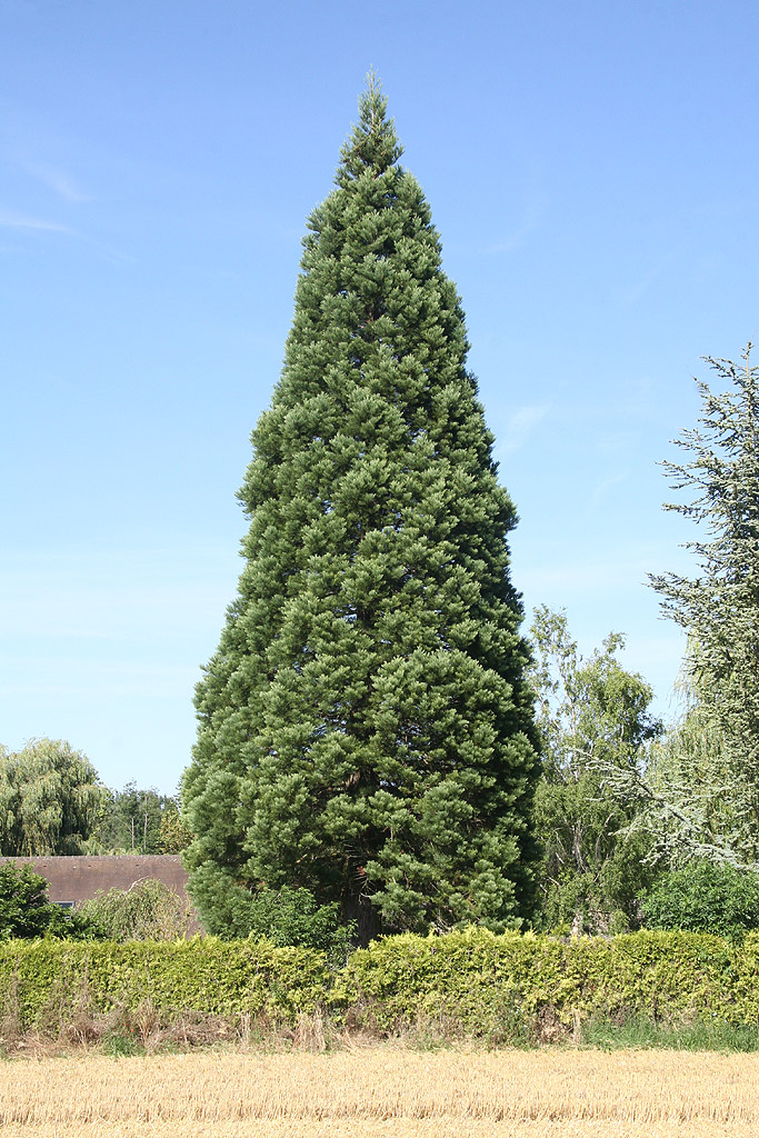 Séquoia géant à Davenescourt
