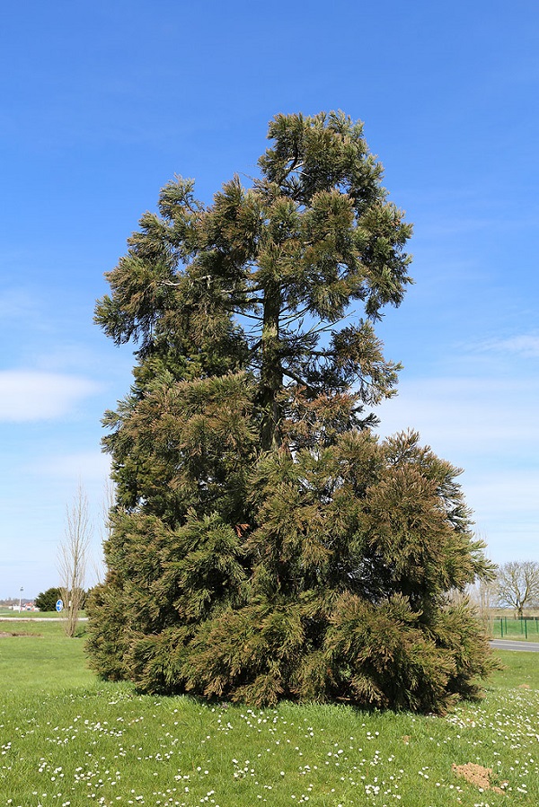 Séquoia géant à Estrées Deniécourt