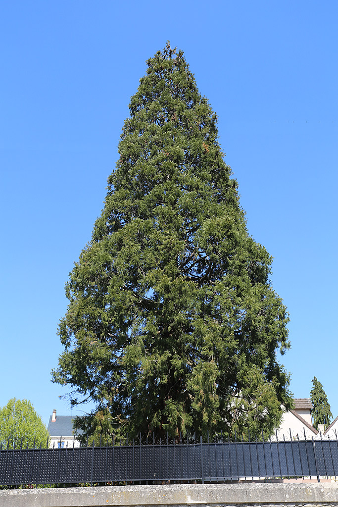 Séquoia géant à Fossseuse