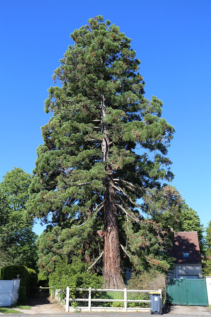 Séquoia géant à Gouvieux