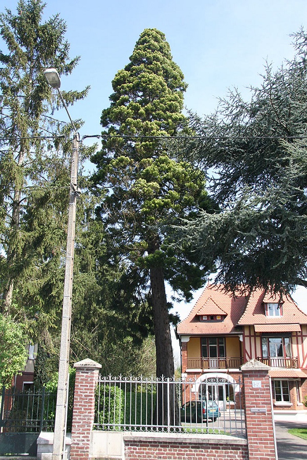 Séquoia géant à Péronne
